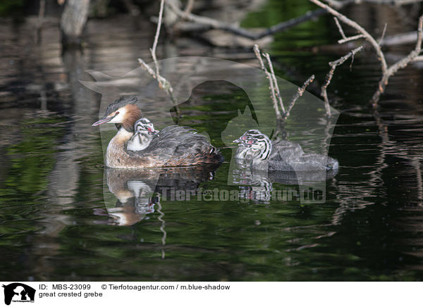 great crested grebe / MBS-23099