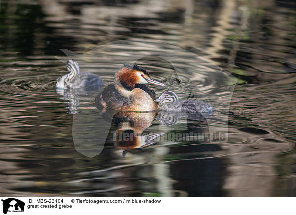 great crested grebe / MBS-23104