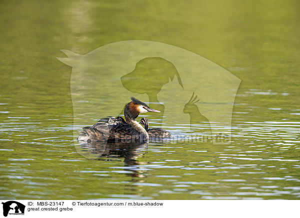 great crested grebe / MBS-23147