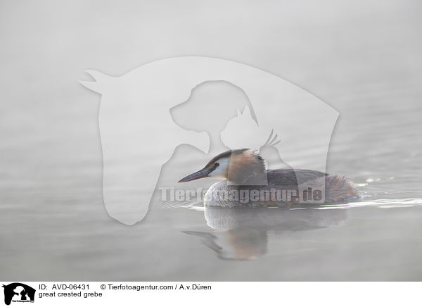 great crested grebe / AVD-06431