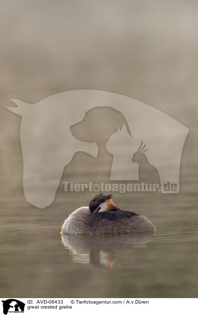 great crested grebe / AVD-06433