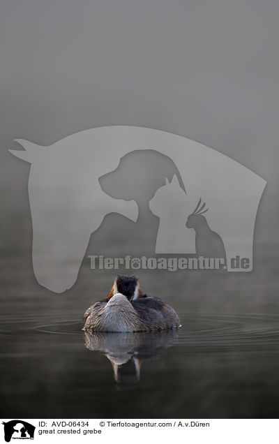 great crested grebe / AVD-06434
