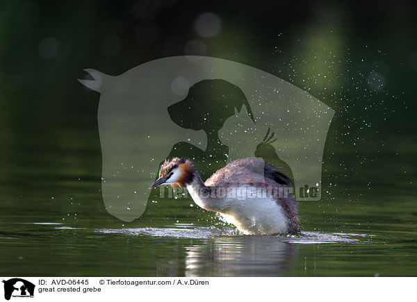 great crested grebe / AVD-06445