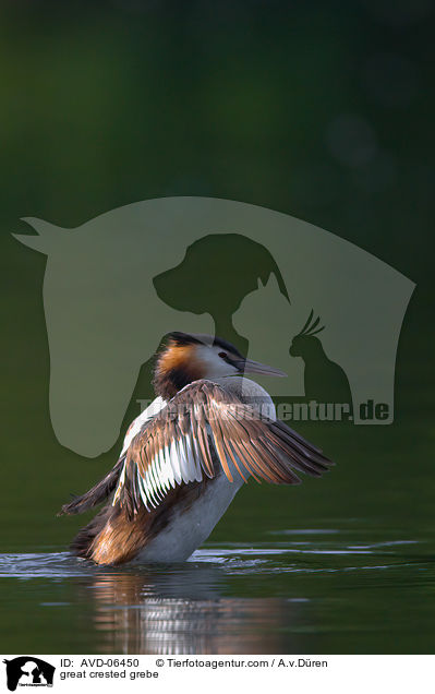 great crested grebe / AVD-06450