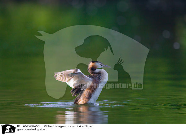 great crested grebe / AVD-06453