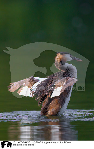 great crested grebe / AVD-06455