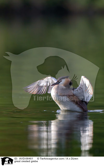 great crested grebe / AVD-06461