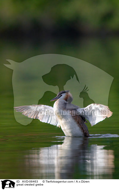 great crested grebe / AVD-06463