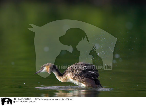 great crested grebe / AVD-06466