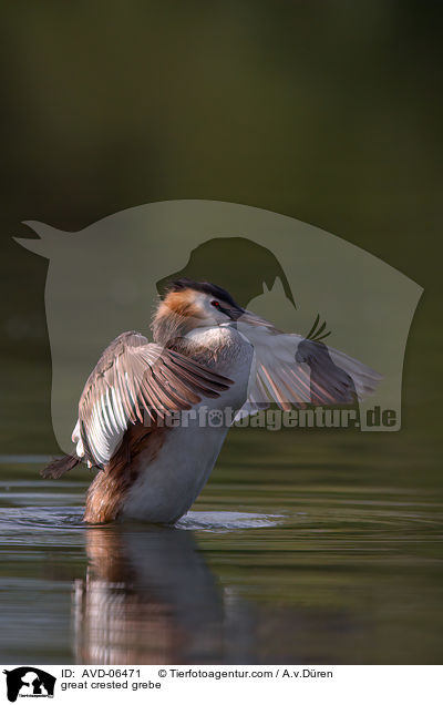 great crested grebe / AVD-06471