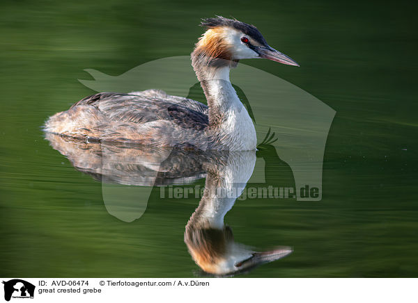 great crested grebe / AVD-06474