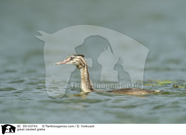 great crested grebe / DV-03743