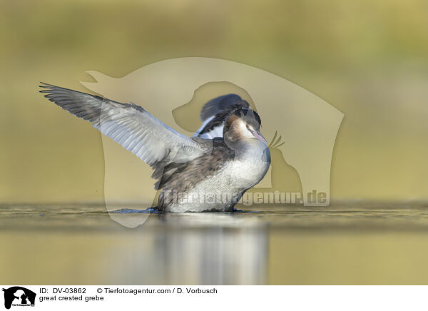 great crested grebe / DV-03862
