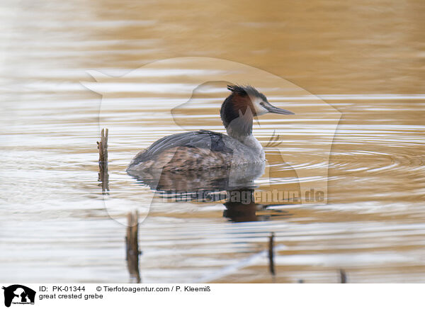 great crested grebe / PK-01344