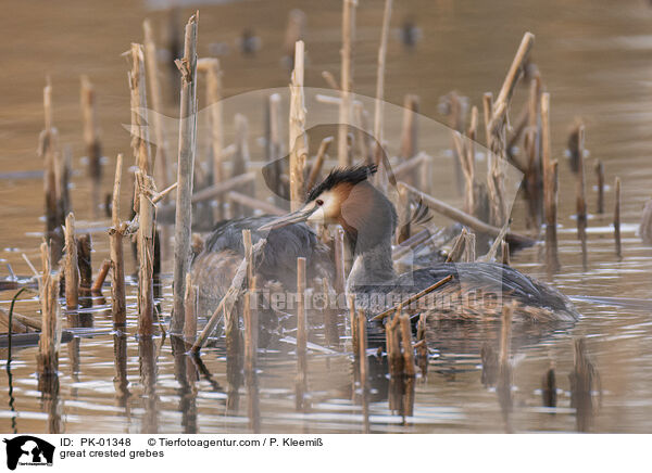 great crested grebes / PK-01348