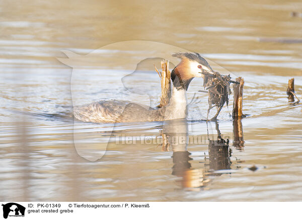 great crested grebe / PK-01349