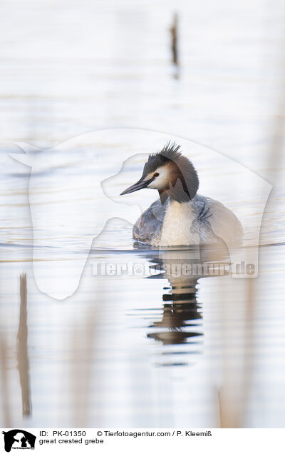 great crested grebe / PK-01350