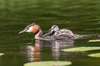 great crested grebes
