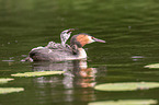 great crested grebes