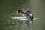 swimming Great Crested Grebe