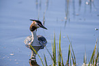 swimming Great Crested Grebe