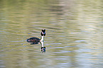 swimming Great Crested Grebe