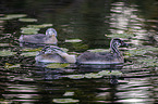 swimming Great Crested Grebes