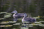 swimming Great Crested Grebes