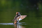 great crested grebe