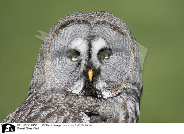 Great Grey Owl / WS-01951