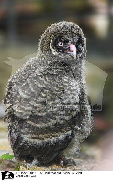 Great Grey Owl / MAZ-01042