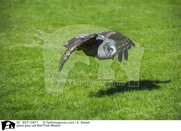 great grey owl Bird Park Marlow / SST-12871