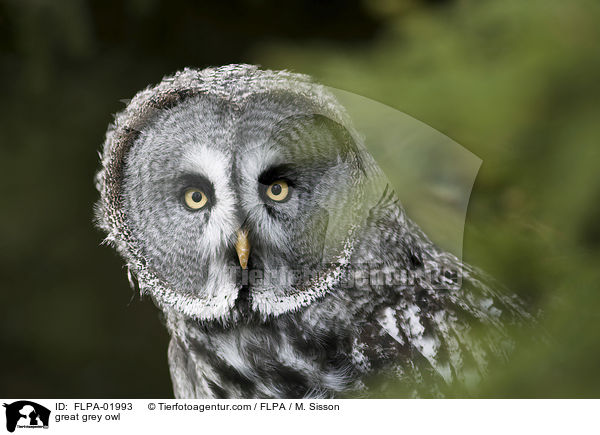 great grey owl / FLPA-01993