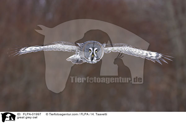 great grey owl / FLPA-01997