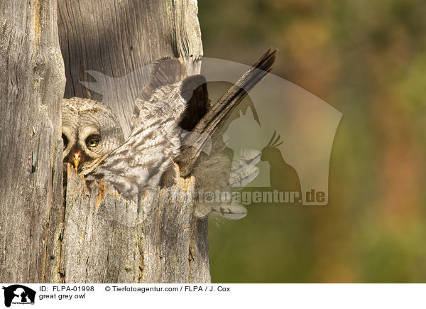 Bartkauz / great grey owl / FLPA-01998
