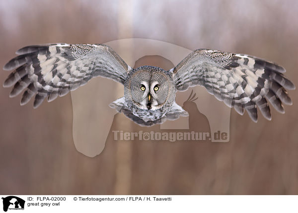 great grey owl / FLPA-02000
