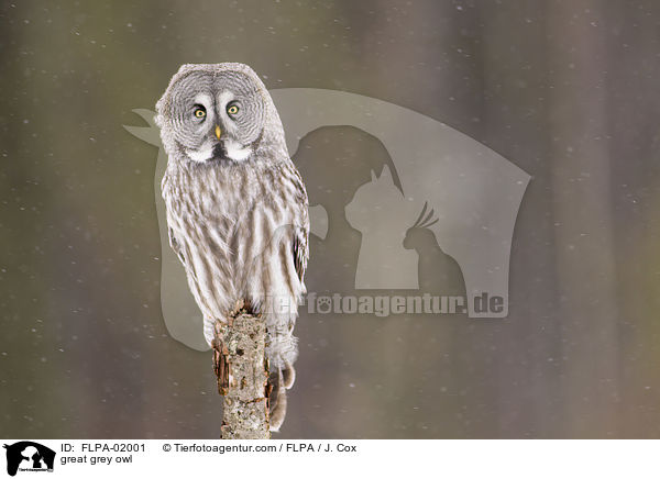 great grey owl / FLPA-02001