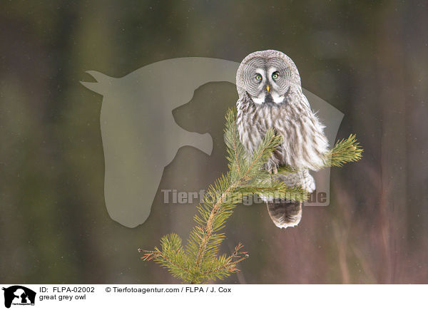 Bartkauz / great grey owl / FLPA-02002