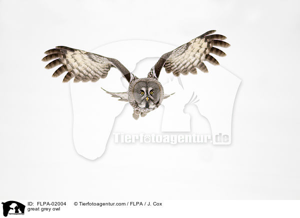 great grey owl / FLPA-02004