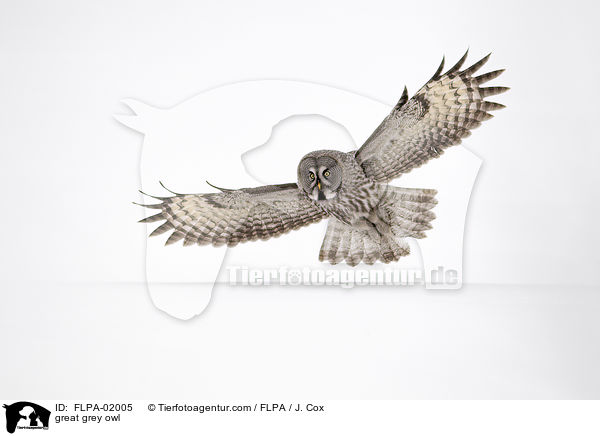 great grey owl / FLPA-02005