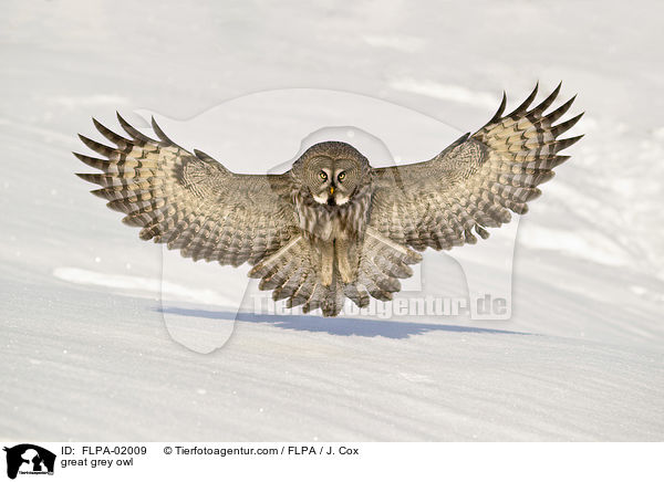 great grey owl / FLPA-02009