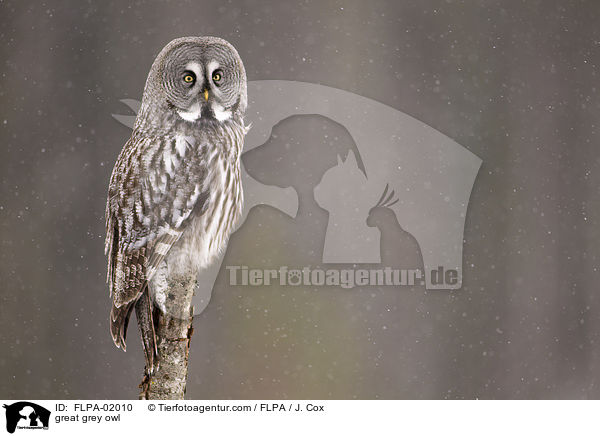 Bartkauz / great grey owl / FLPA-02010