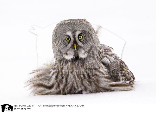 great grey owl / FLPA-02011