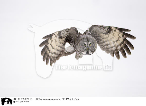 Bartkauz / great grey owl / FLPA-02013