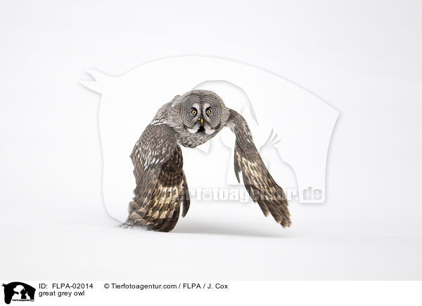 great grey owl / FLPA-02014