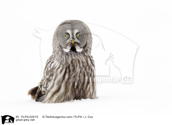 Bartkauz / great grey owl / FLPA-02015