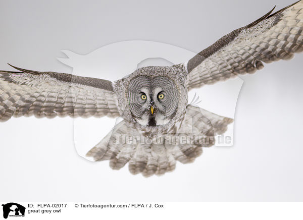 Bartkauz / great grey owl / FLPA-02017