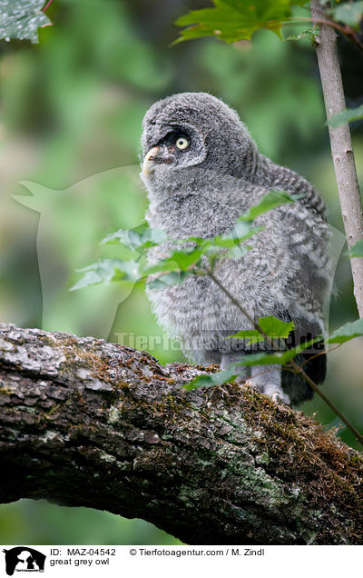 great grey owl / MAZ-04542