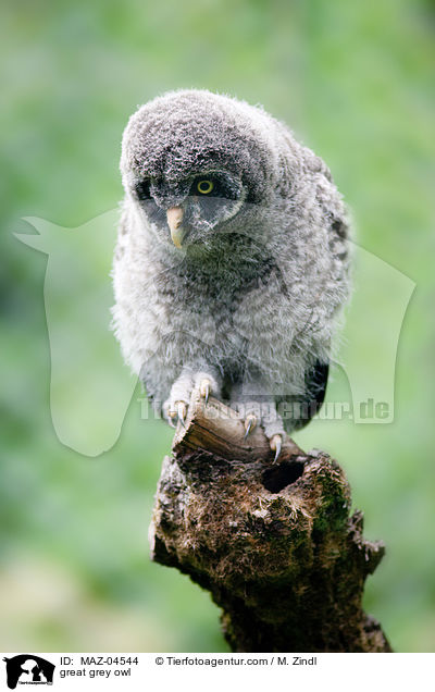 great grey owl / MAZ-04544