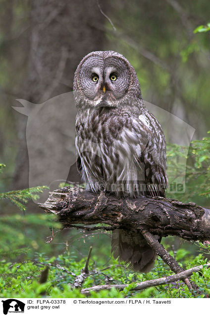 great grey owl / FLPA-03378